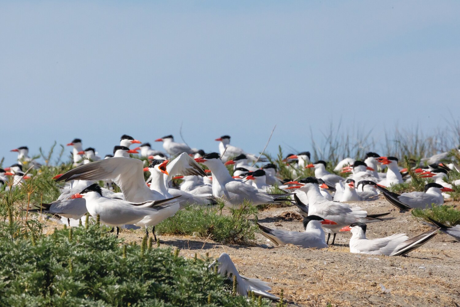 A bird die-off in the Caspian tern colony on Rat Island has state officials worried about the spread of bird flu.